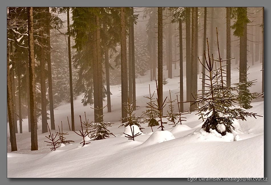 Pine tree in the snow