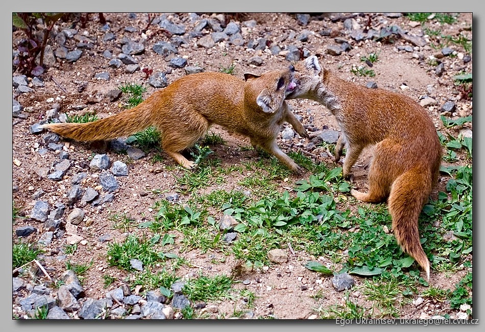 Pair of red monnesy monos
