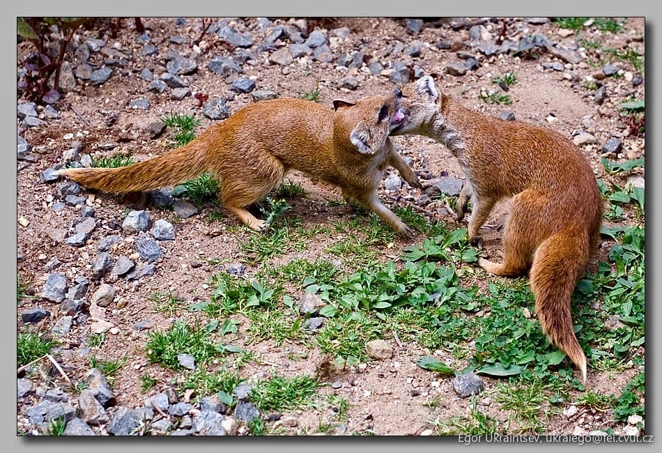 Pair of red monnesy monos