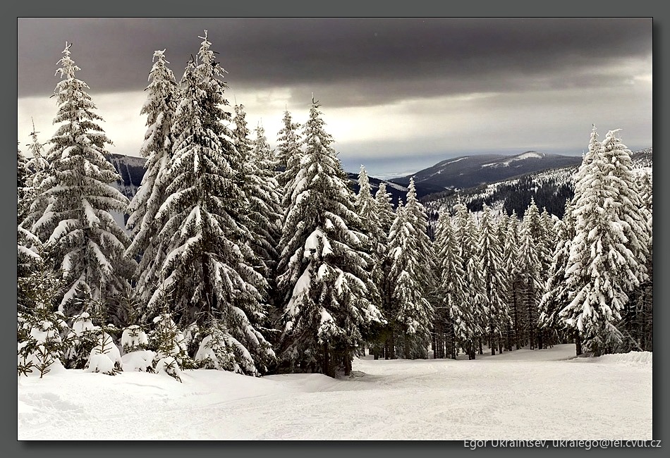 Trees covered in snow