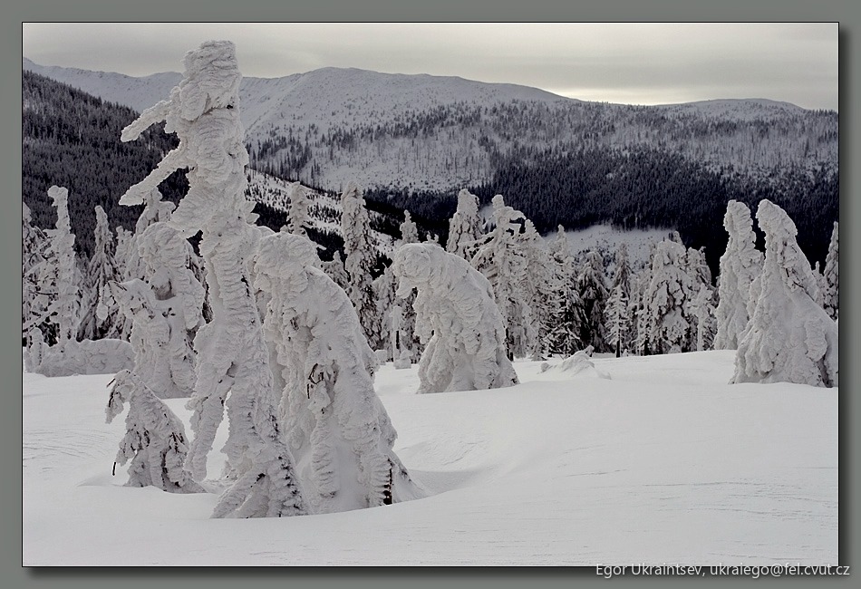 Trees covered in snow