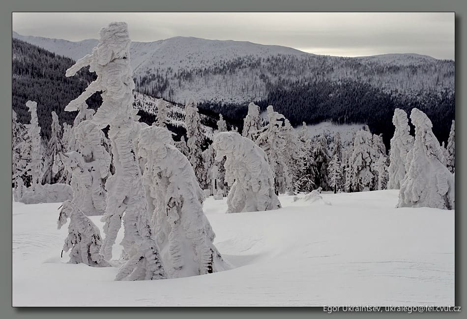 Trees covered in snow
