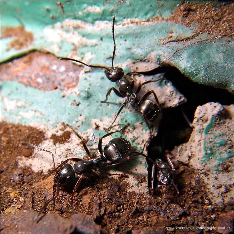 Group of ant