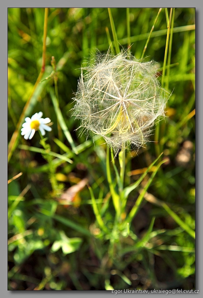 Dandel in the grass