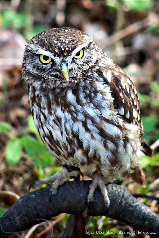 Burr owl