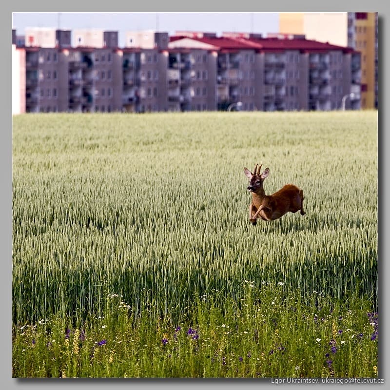 Deer in a field