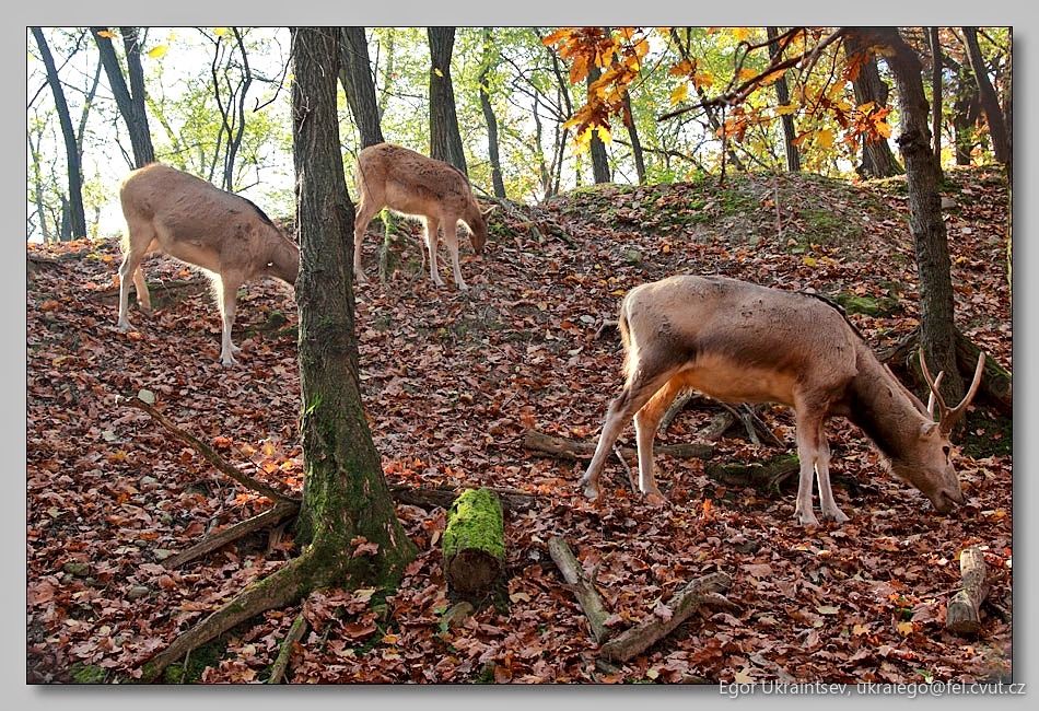 Deers in the woods