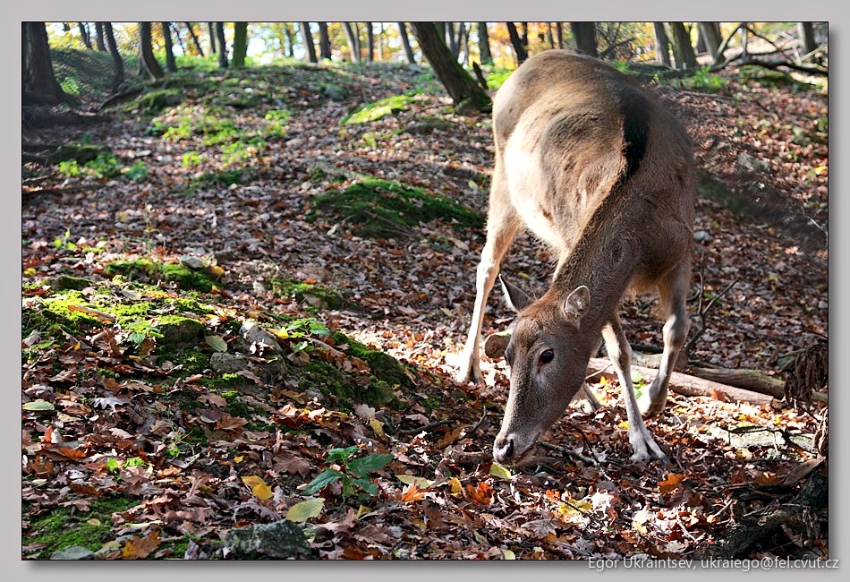 Deer in the woods