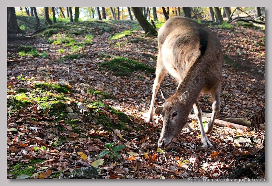 Deer in the woods
