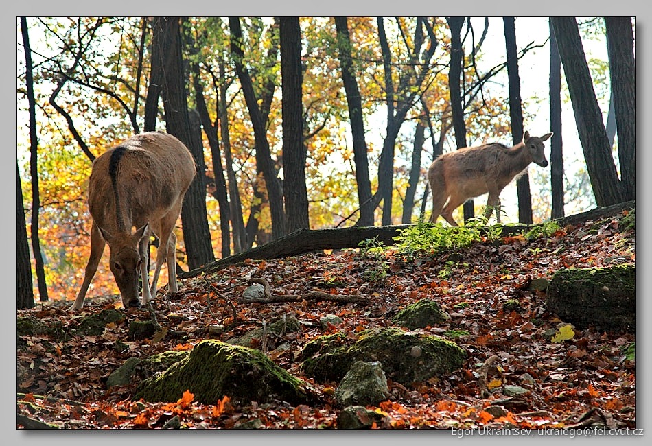 Deers in the woods