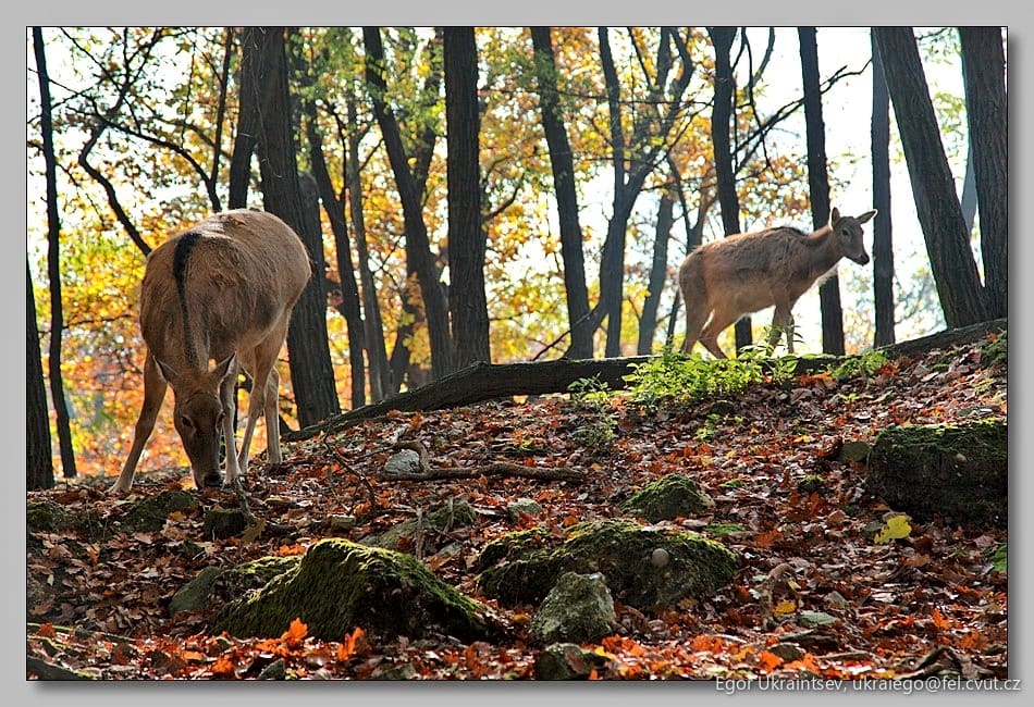Deers in the woods
