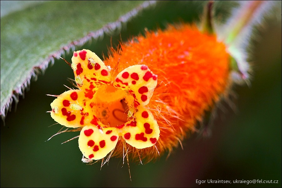Yellow and red flower