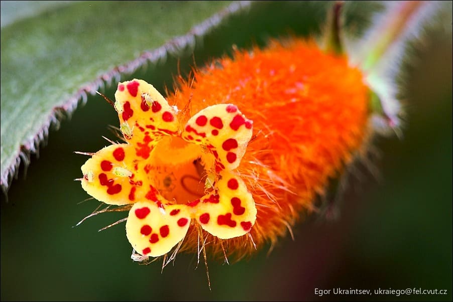 Yellow and red flower