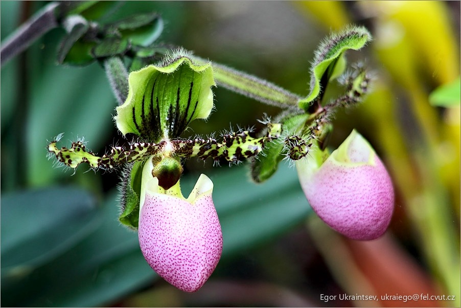 Pink flower on a plant