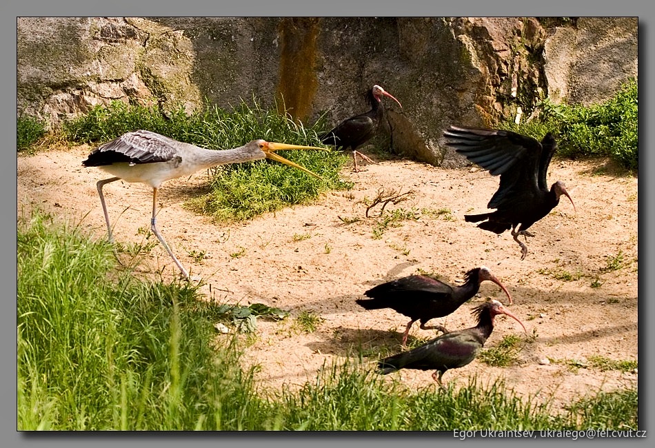 Birds in a zoo