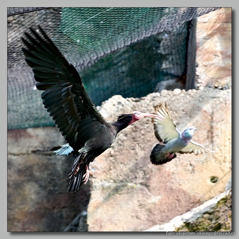 Birds in flight