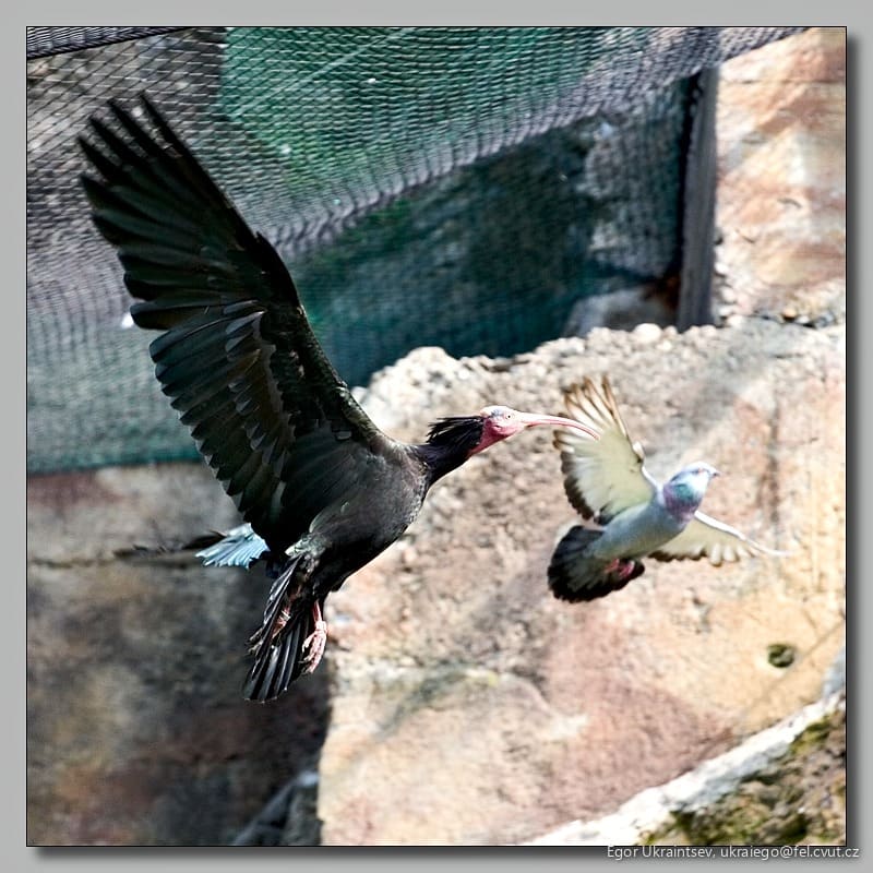 Birds in flight