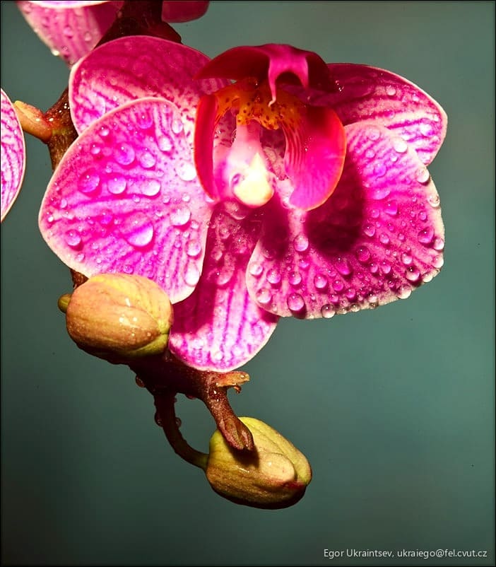 Pink orchid with water droplets