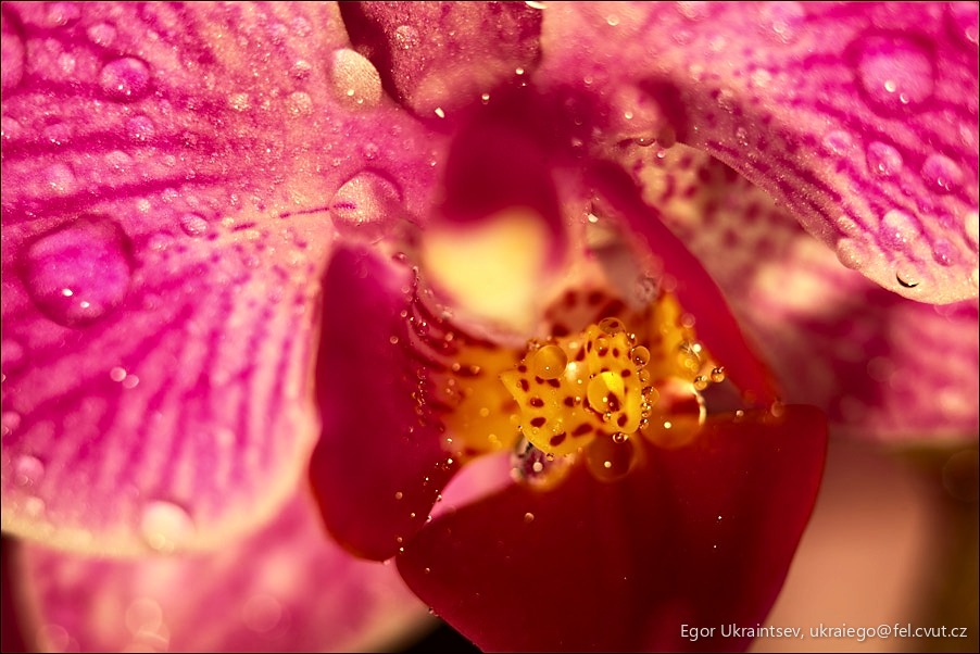 Pink flower with water droplets