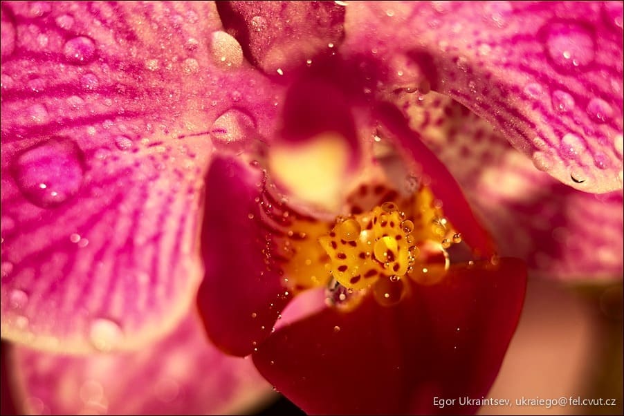 Pink flower with water droplets