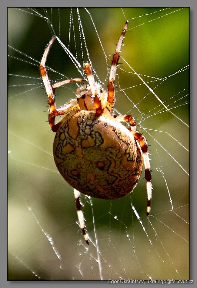 Spider