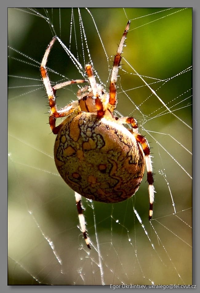 Spider