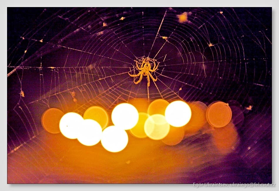 Spider in its web