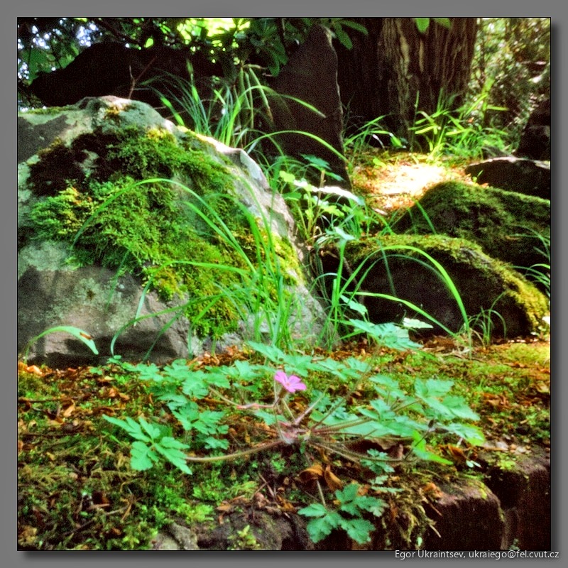 Moss growing on a rock