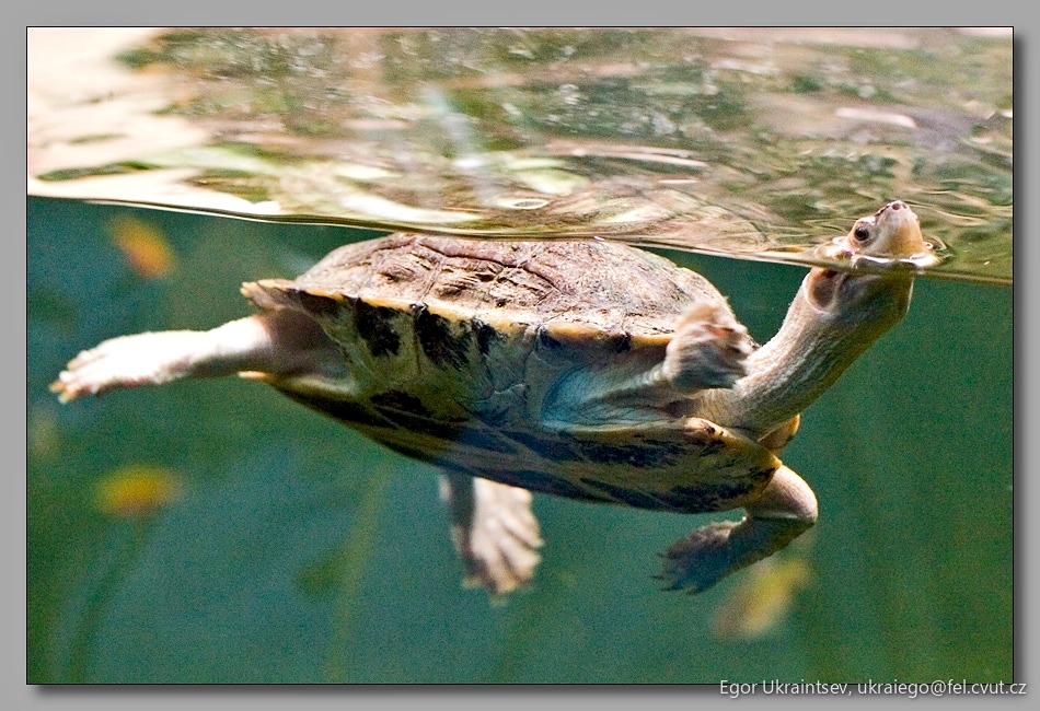 Turtle swimming in the water