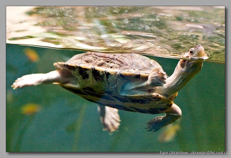 Turtle swimming in the water