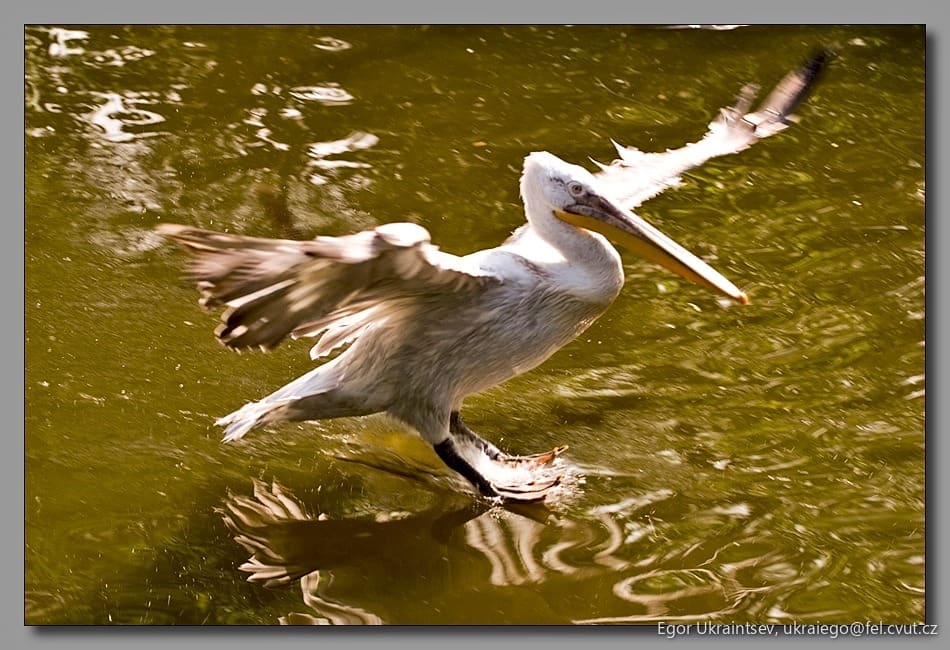 Bird taking off