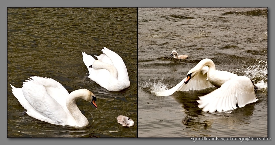 White swans swimming