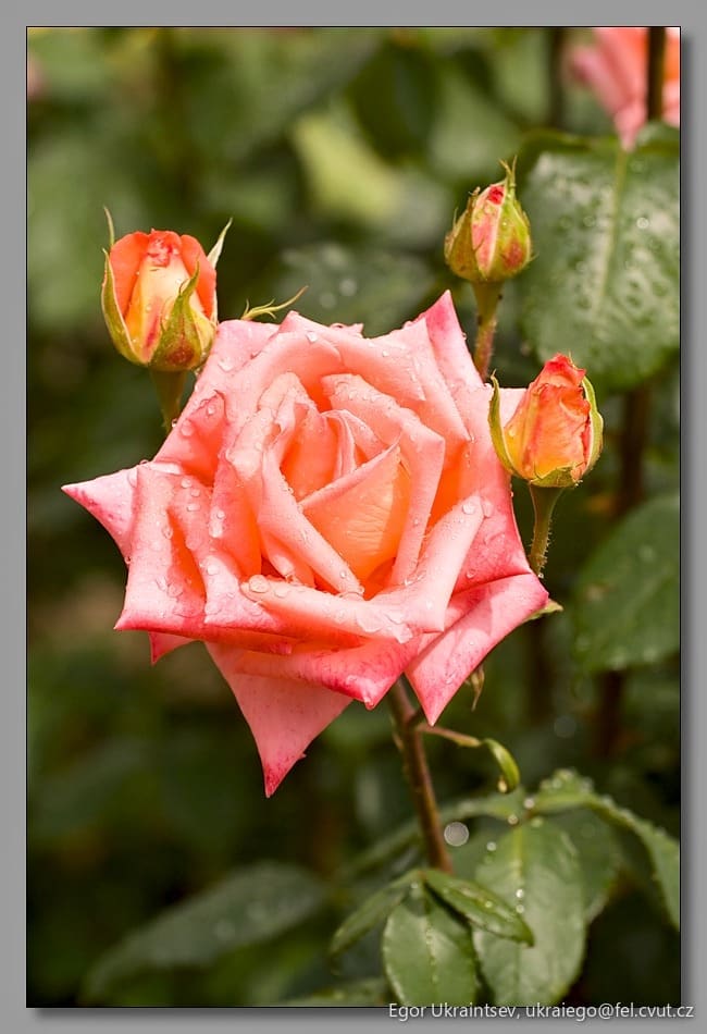 Pink rose in the rain