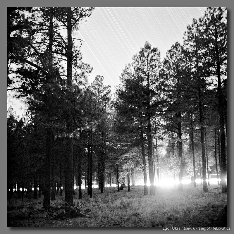 Forest with stars