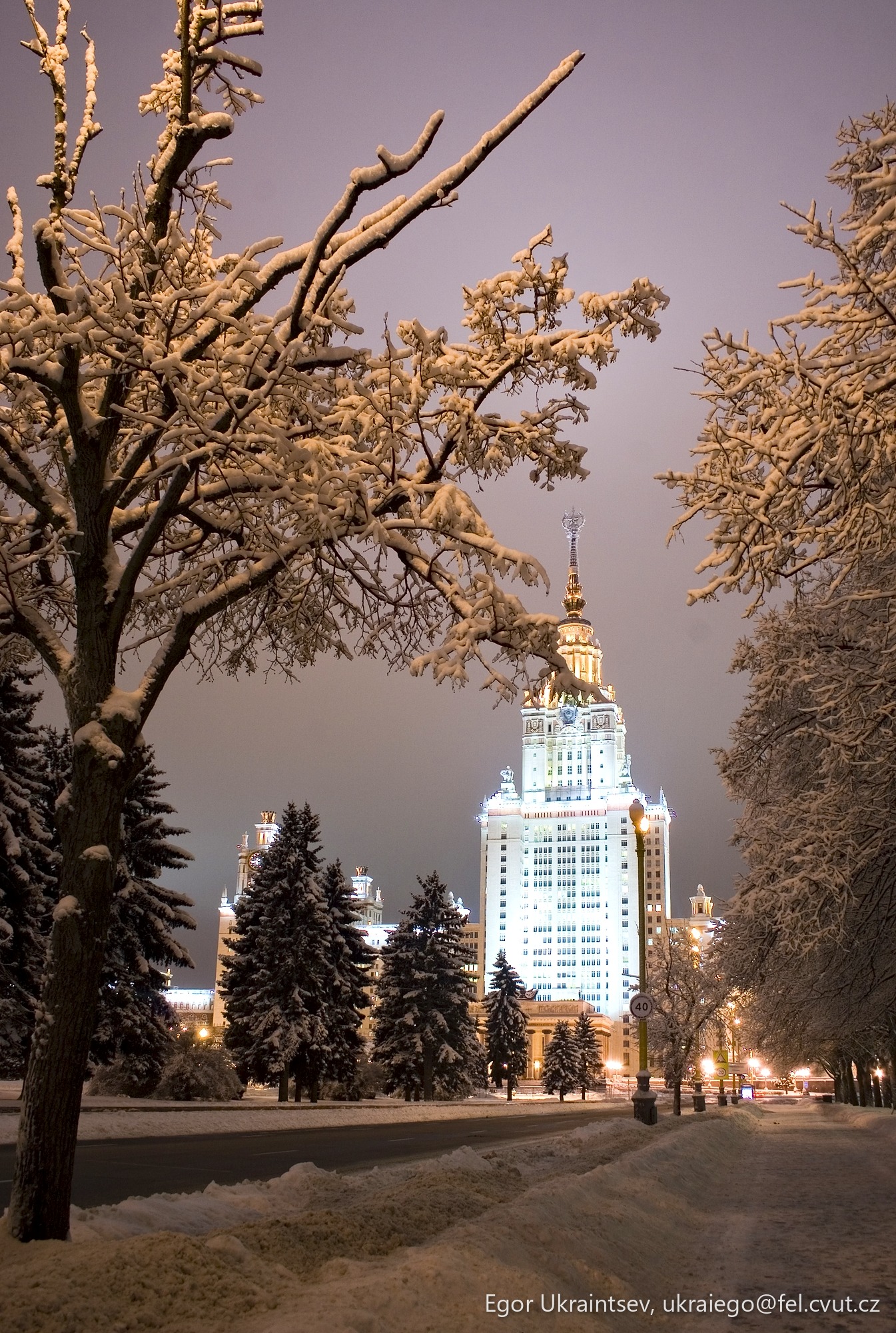 Snow covered trees