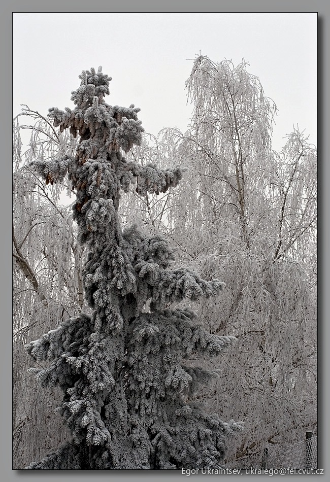 Tree covered in snow