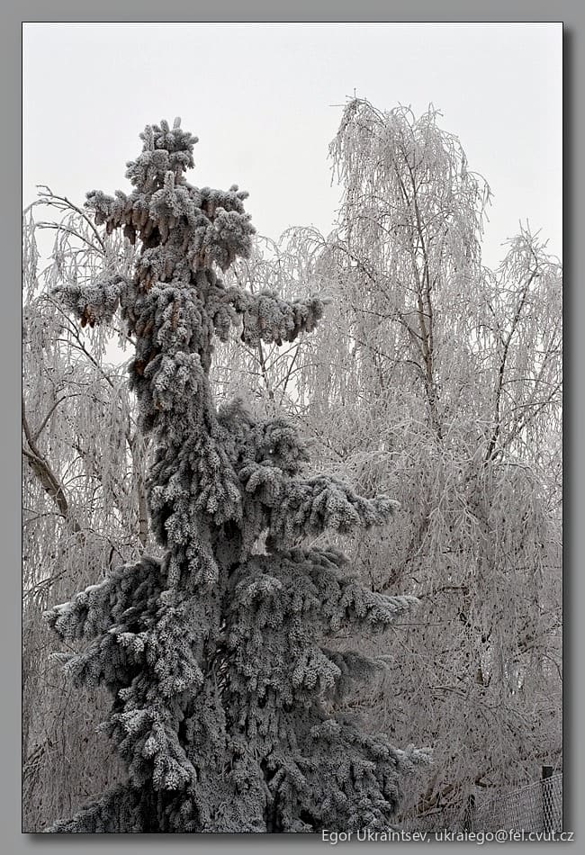 Tree covered in snow