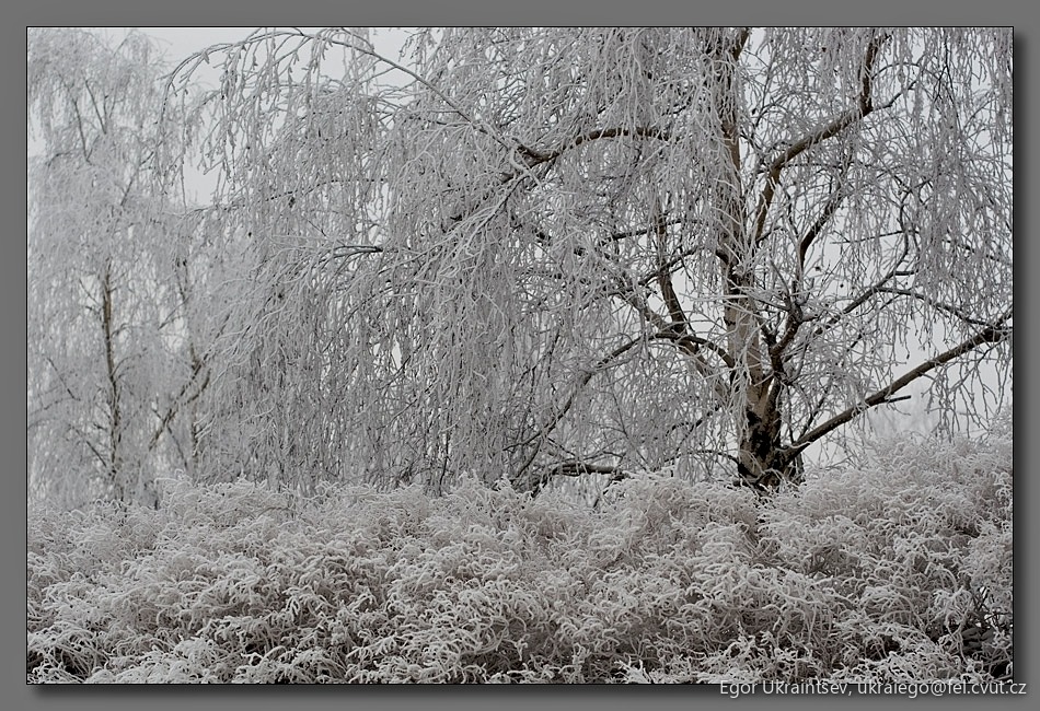 Tree covered in ice