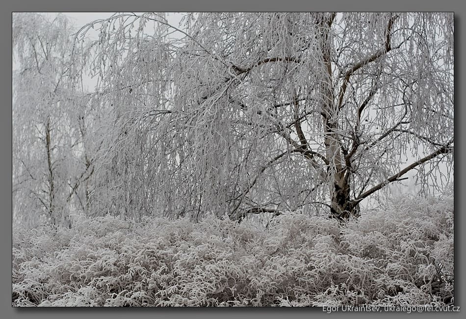 Tree covered in ice