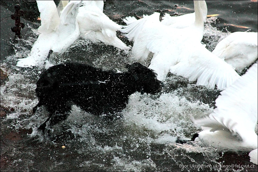 Black and white dog splashing
