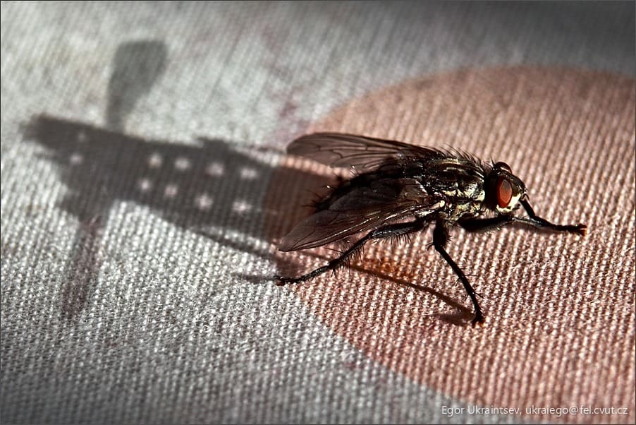 Fly on a piece