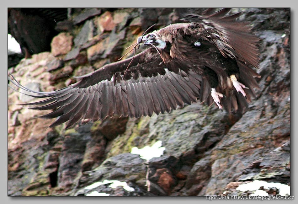 Black kite in flight