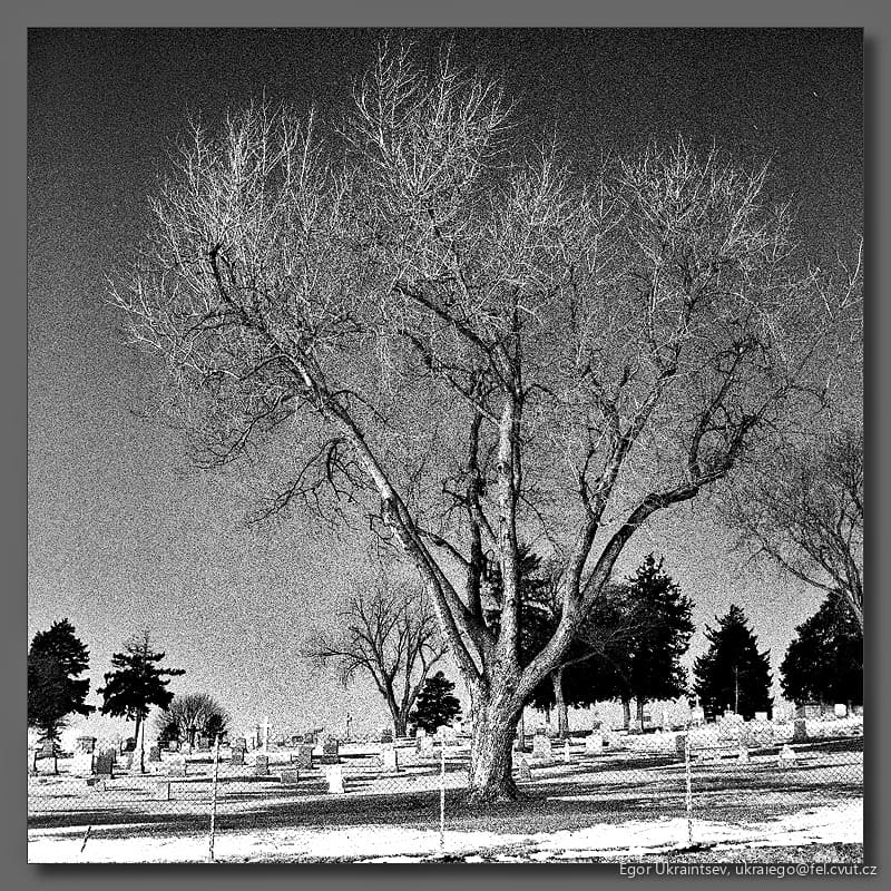 Dead tree in a cemetery