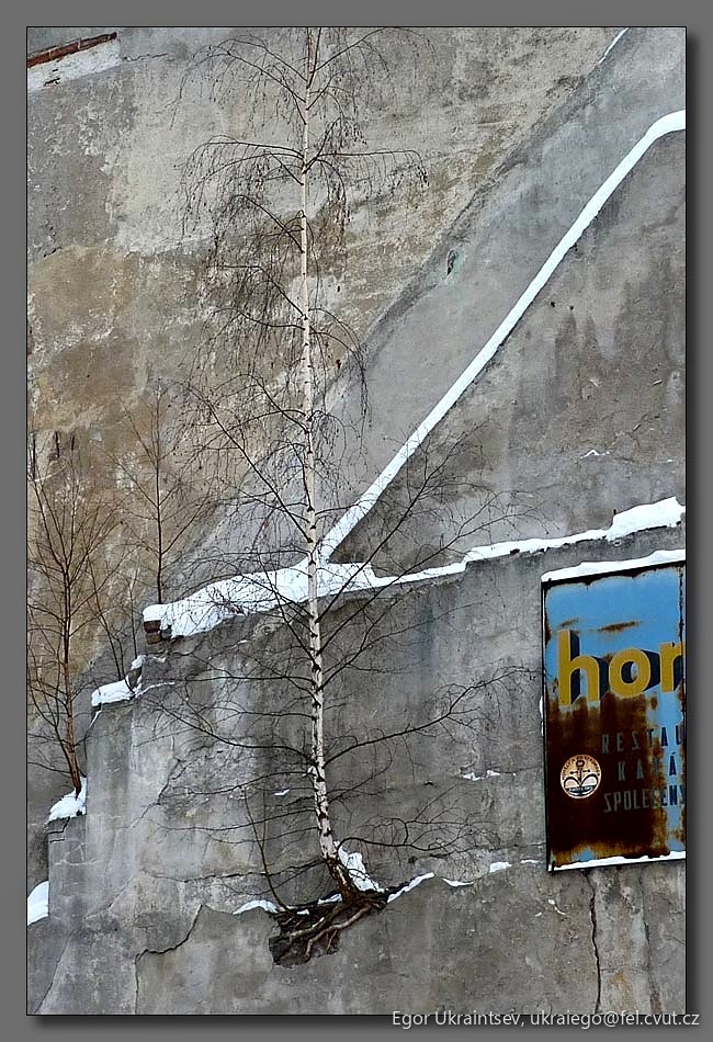 Tree in front of a building