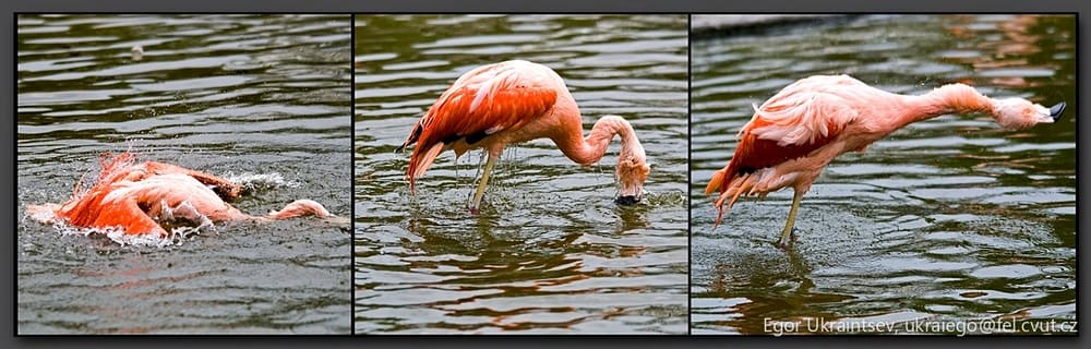 Flamings in the water