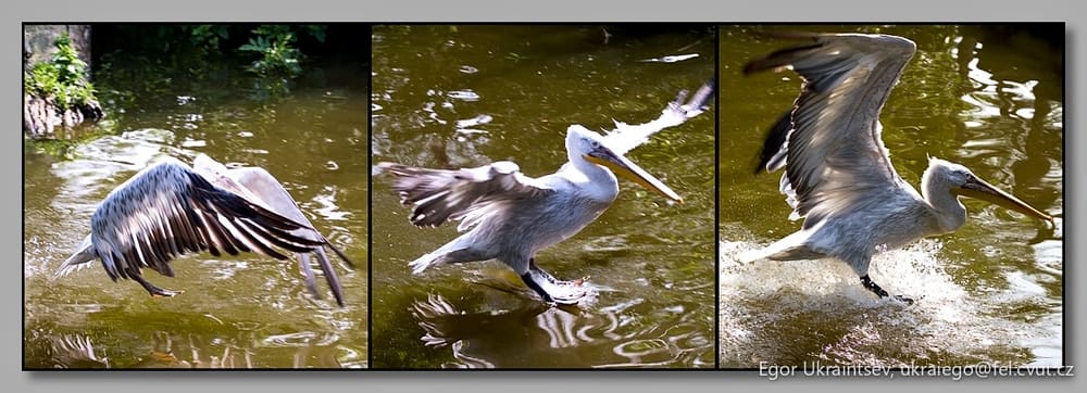 Birds in the water
