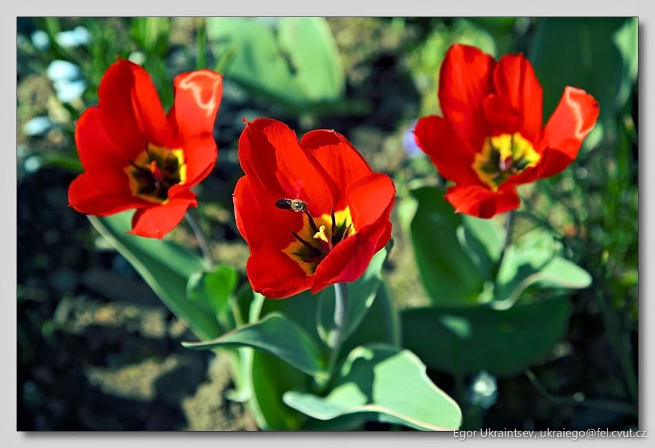 Red tulipis