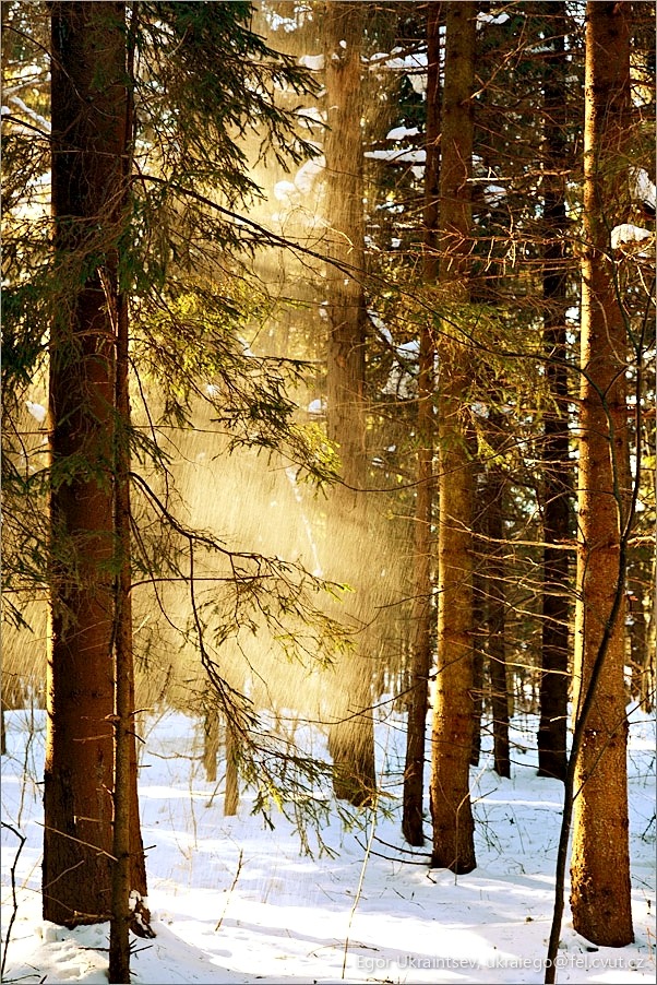 Sun shining through the trees