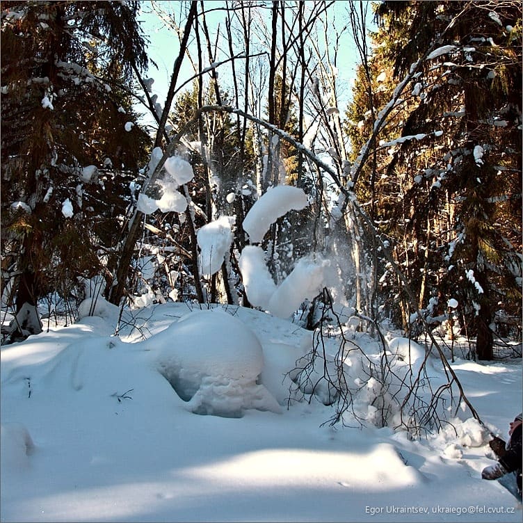 Snow covered trees