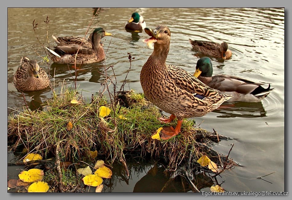 Ducks in a pond